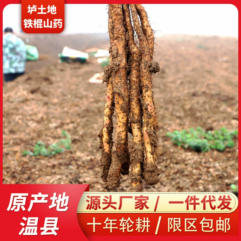 Свежий ям Хэнань Цзяозуо почвенный железный стержень Яма утюг Хуашань вся коробка 2.5kg не-хуа ям оптом