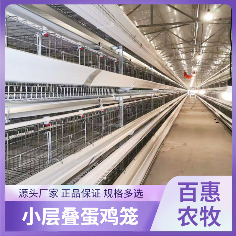 肉鸡笼蛋鸡笼层叠式养鸡设备加密加粗自动化养殖鸡用养殖设备