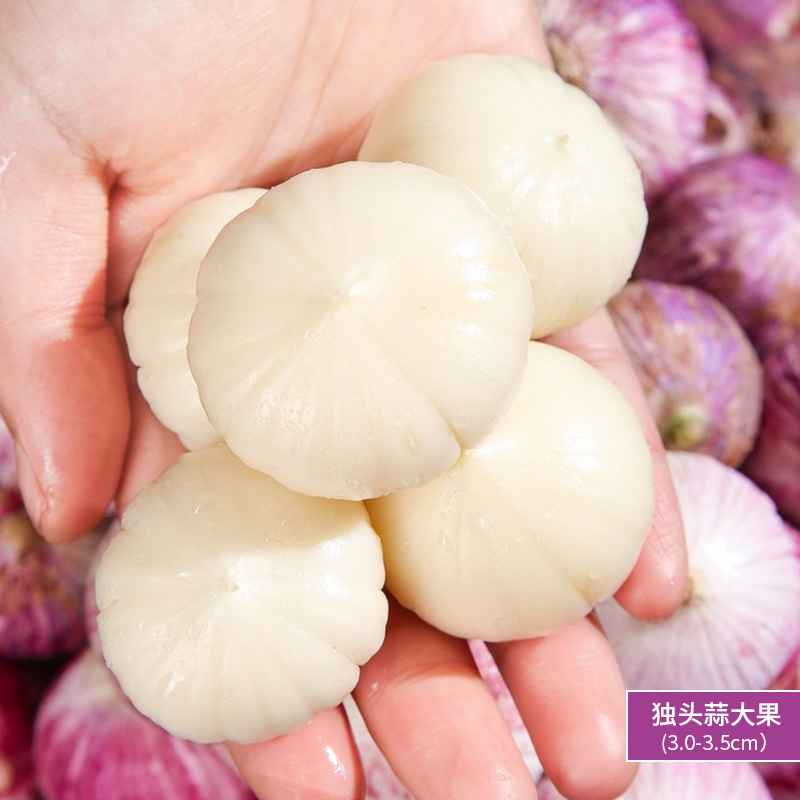 500g - 단일 마늘 - 큰 열매 (3.0-3.5cm)