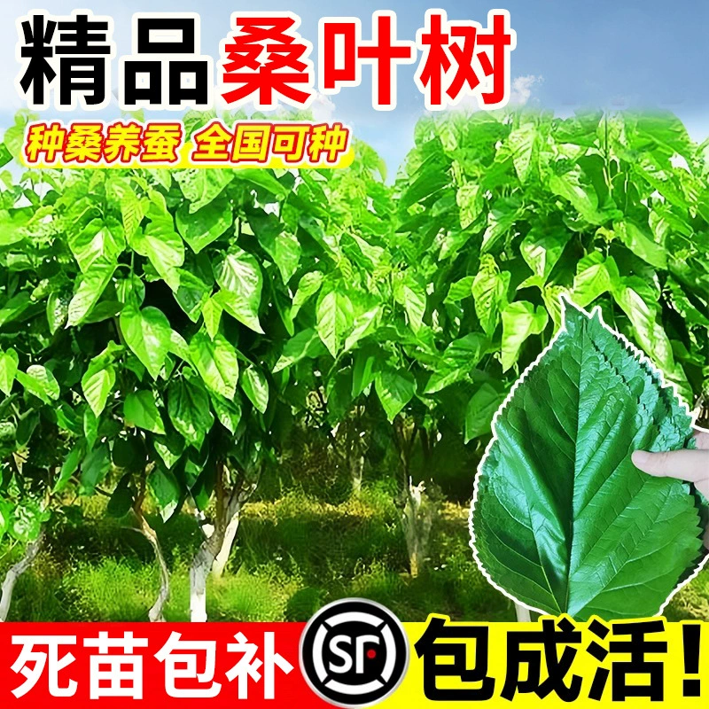 Саженцы шелковицы, фруктовые деревья в горшках для выращивания шелкопряда, съедобные крупнолистные белые саженцы шелковицы с длинными плодами, посаженные на севере и юге, в том же году дающие плоды.