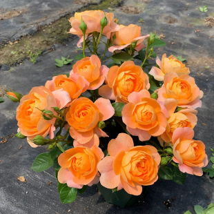 Juice Balcony Rose Seedlings Balcony Potted Plants Blooming in All Seasons Shrubs with Many Heads and Abundant Flowers