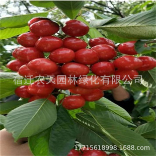 �޽ә��Ҙ����m���ϱ����Nֲ܇���ә��Ҙ�������܇�����箔��Y��