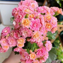 ��Ʒ�L�ۻ���ҙ���ˮ���Ǵ��ذꎧ�����҃��_���������Ԏ�����