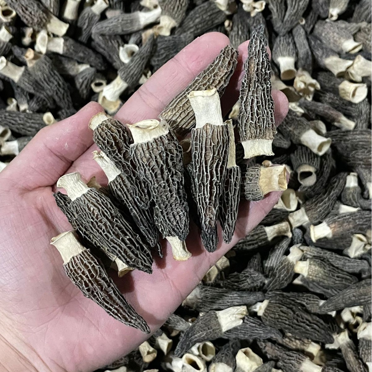 Dried Morel Mushroom 4-6cm Premium Grade Yunnan Soup Ingredient 50g Bag overview