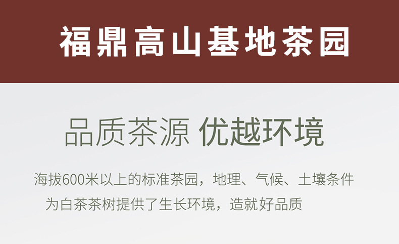 2015贡眉_23.jpg