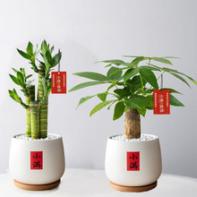 发财树富贵竹步步高室内办公办公室土培招财四季常绿好养活