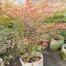 南天竹盆栽树苗火焰南天竹室内老桩盆景庭院观叶花卉绿植红南天竹