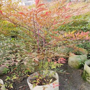 ���������Ԙ�������������҃��Ϙ��辰ͥԺ�^�~���ܾGֲ�t������