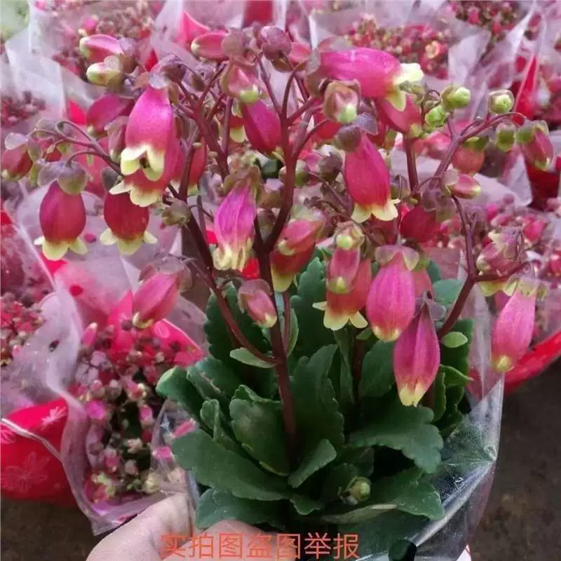 Рассада дворцовых фонарей с двойными лепестками, цветы долговечности с двойными лепестками, комнатные и уличные зеленые растения, рассада цветов, жемчужные колокольчики в горшках, красные фонарики.