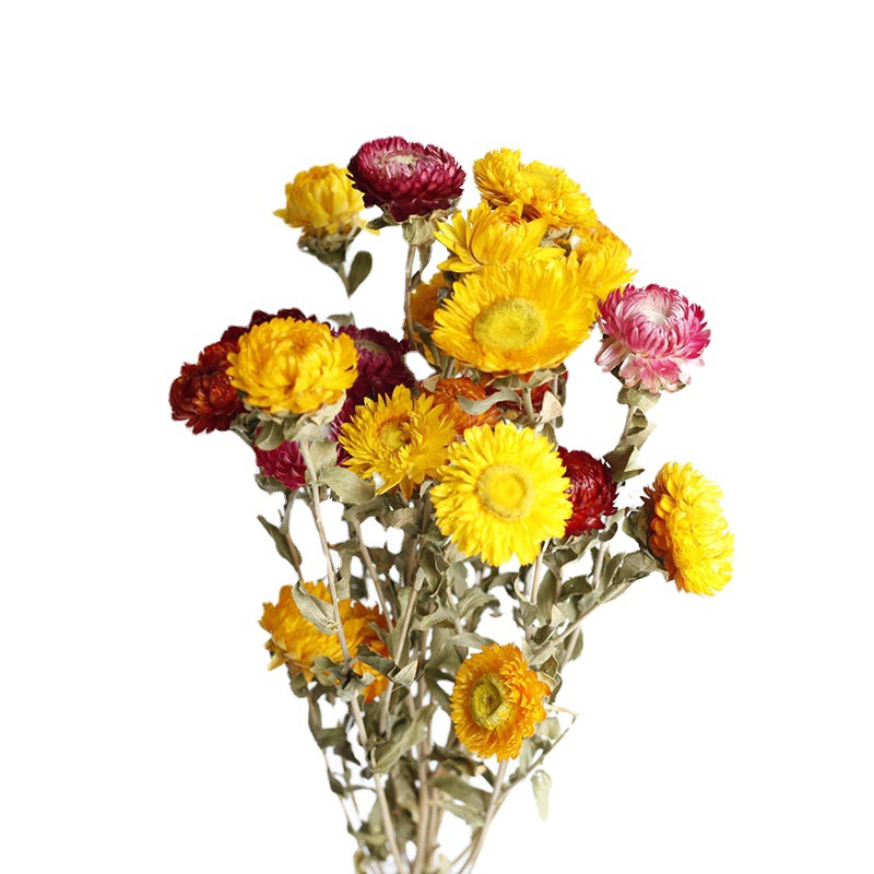 Flor seca Flor eterna Gypsophila Bola de oro No me olvides Flor seca Rosa hoja de eucalipto Pine Fruit Lover Grass al por mayor