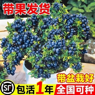 Blueberry Tree Fruit Seedling Extra Large Blueberry Seedling Potted Planting Rabbit Eye Extra Large Balcony Fruit Tree Seedling Results of the Year