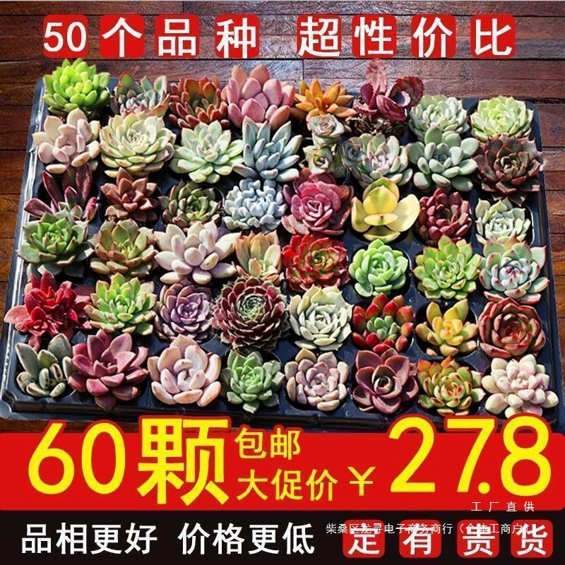 Комбинация суккулентов в горшках: маленькие зеленые растения, цветы, нефритовый рос, крупные, легкие в уходе, оптом с горшком, многоголовые, старый сучок