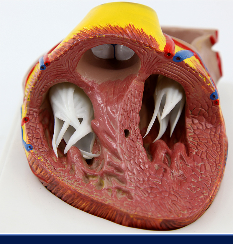 心脏解剖模型_18.jpg