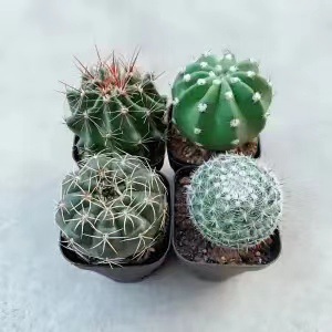 Plantas suculentas cactus plantas en maceta cactus de oficina planta en maceta cactus plantas en maceta flores en maceta