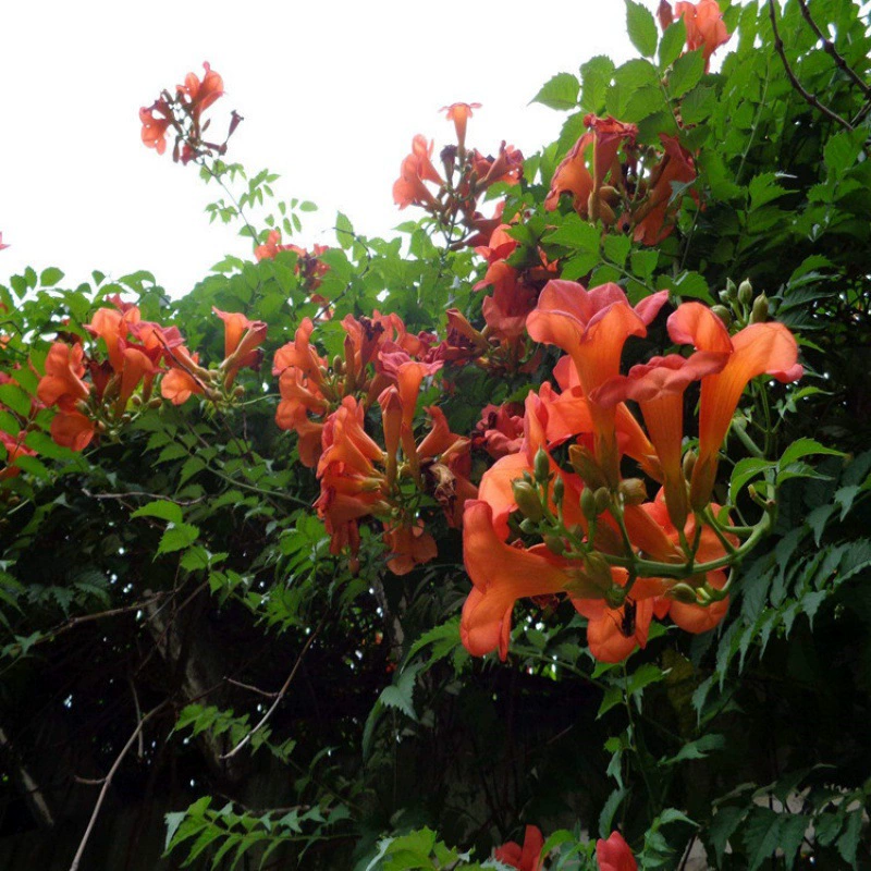 Кампсис Рассада большой цветок Альпинизм по стенам виноградные растения Китай Американский кемпсис Рассада Балкон Вилла Озеленение оптом