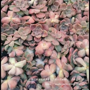 ��o�����ҵ���ט���ؔ�P�ײ��¿��������ֲ��ˮ�����Ͽ��^��