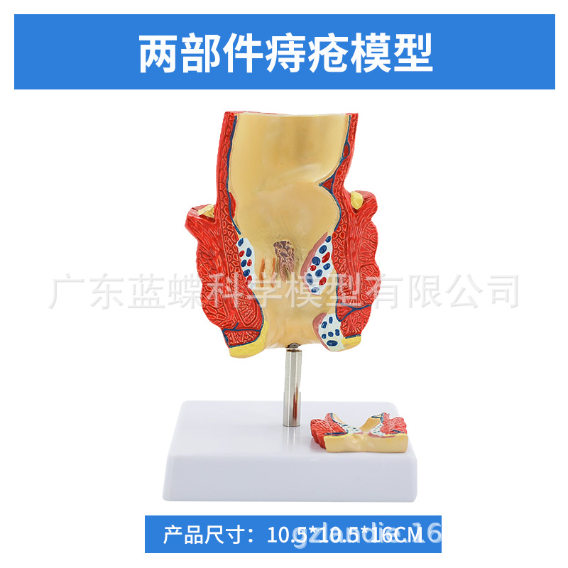 ��ѧ��������󳦲���ģ�ͳ�θֱ���̴�������ʳ��������᳦����