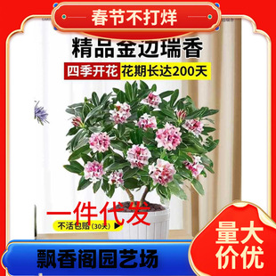 һ�����l��߅�������ԝ����͎�����ֲ���҃Ȼ����Ϙ��m���ﶬ�B��