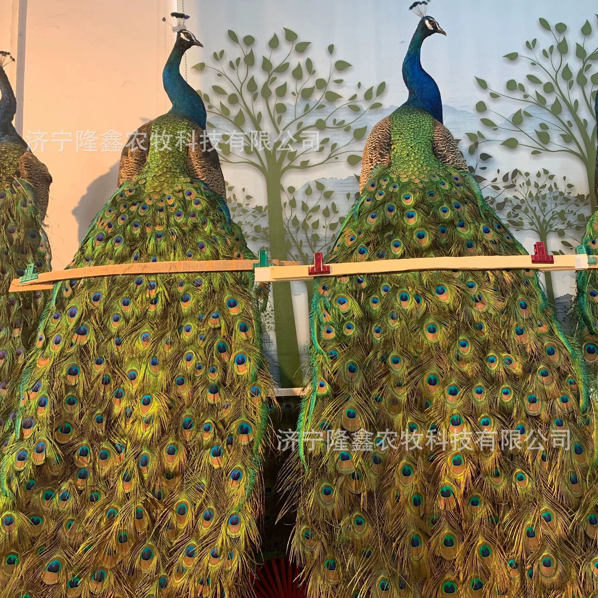 Декоративный экран открытия синего экземпляра павлина ремесла украшение павлина
