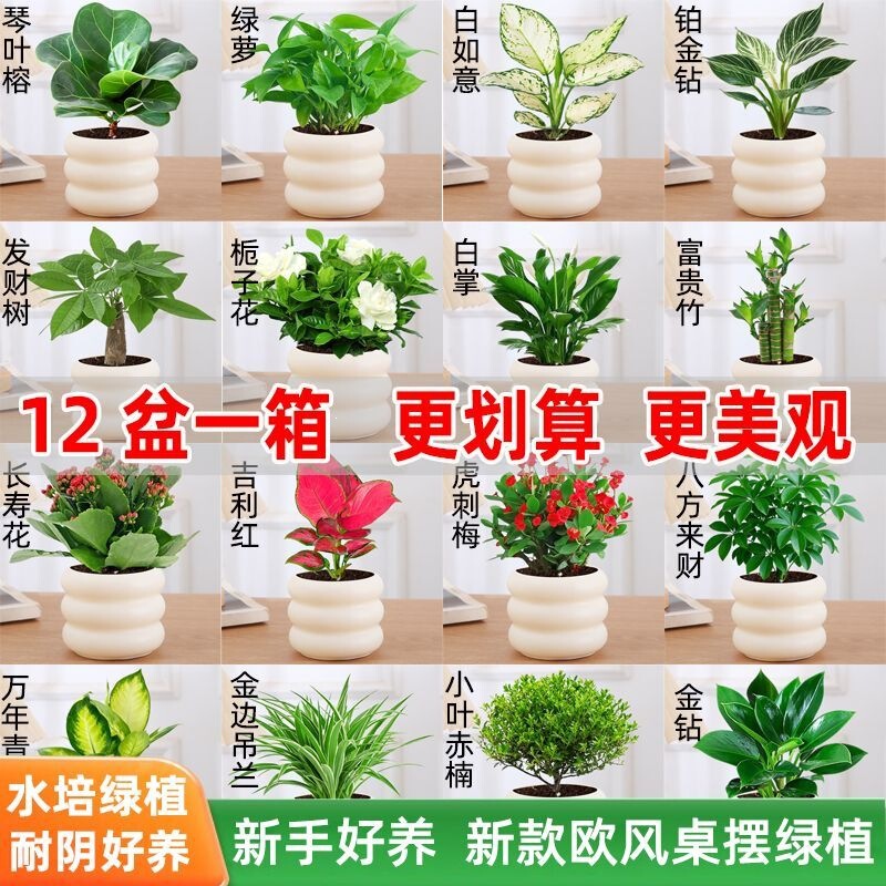 Potted green plants, suitable for office or living room, including gardenias, easy-to-care-for desktop flowers, small green plants, and money trees, as well as hydroponic plants
