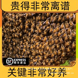 �V���۷��Ⱥ�����з�ȺȺ�۷����a���B�����䎧��Ƣ����S�]��