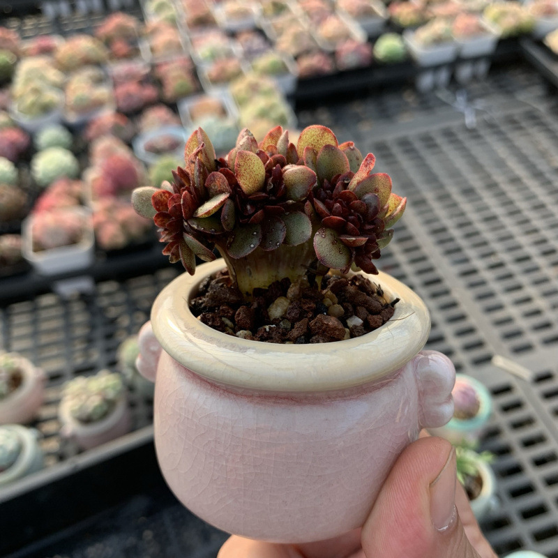 小さな多肉植物、超かわいい、貴重で希少な親指鉢、ミニ鉢植え、鉢付き多肉植物鉢植え、小さな古い支柱|undefined