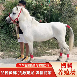 �V���������T���R�Bֳ�� ��ɫ ���a���Rһƥ�����R�R�x