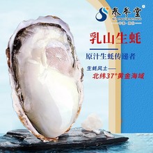 乳山生蚝 批发代发鲜活海蛎子水产鲜活海鲜贝类 牡蛎5KG带壳商用