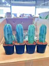 ������ֱ����С�����������҃ȶ���ֲ�� 70����ľ54�b