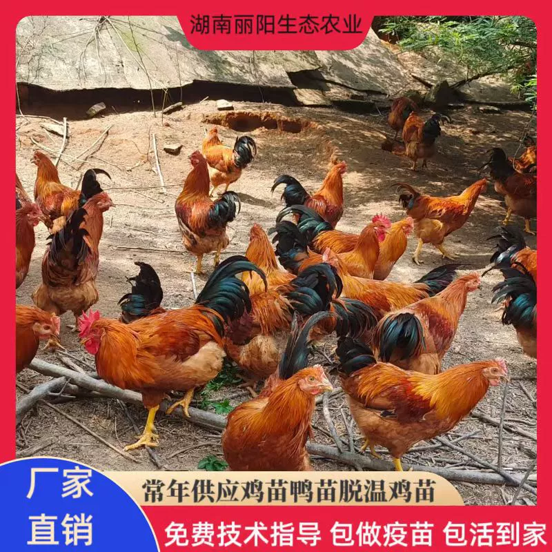 Оптовая продажа цыплят-бройлеров Линьшань из инкубатория, живых вылупленных цыплят с красным оперением, горных кур свободного выгула, кастрированных кур.