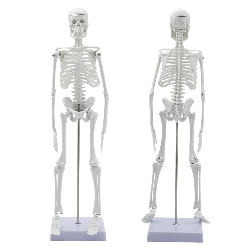 �˹Ǽܱ걾ģ���������ģ��45CM �ؽڿɻ��ѧ��֧�����ùǼ�