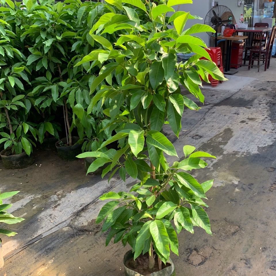 白兰花盆栽嫁接白玉兰树苗四季开花大苗庭院阳台植物室内浓香