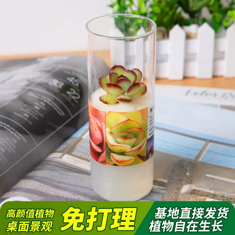 肉酱玫瑰多肉植物新手花卉盆栽室内好养高颜值办公室小仙人掌
