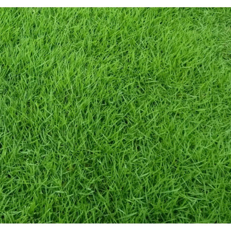 Японские семена спорыша импортные семена газонной травы Four Seasons вечнозеленый карлик топтать устойчивостью двор футбольное поле семена травы