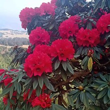 高山杜鹃马樱花大花地景树基地直发绿化树杯苗批发马缨花仔播苗木