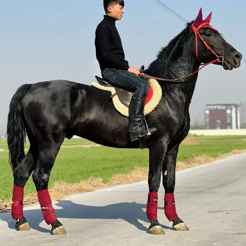 顺祥养殖场出售大马 骑乘马 驯好的纯血马 温血马 拉车马 活马