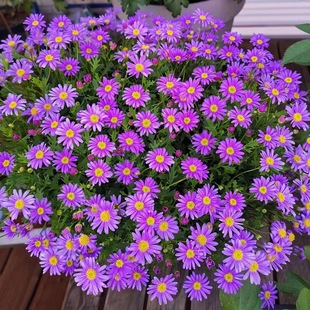 ��С�����Ի����r���ļ��_���ջ��̨ͥԺ�����ļ����B���ܾGֲ