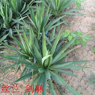 Ground Cover Plant Sisal Yucca Greening Seedlings Drought-Resistant and Cold-Resistant Four-Season Evergreen Fence Guardrail Slope Protection Courtyard Planting