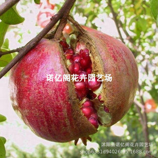 �t���ʯ�����ܛ��ͻ��˹�������Ե����ϱ����NֲͥԺ�o��ʯ����