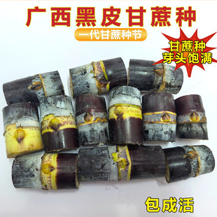 ����һ����Ƥ����N�����N�Ӹ߮a���Ƥ��ˮ�������ϱ��Nֲ����