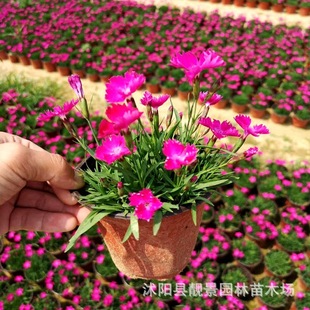 �S�����l�伾���޸����ܚWʯ����С�^���@�G�����̿�������ʯ��