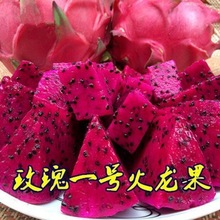 红肉火龙果苗盆栽果树苗 红心火龙果树苗南北方种植 当年结果