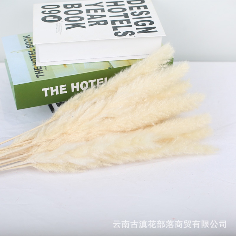 작은 갈대 베이지 15