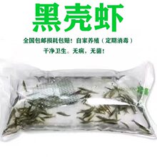 黑壳虾鱼缸水族箱水草清洁除藻工具淡水观赏虾迷你虾宠物活体饲料