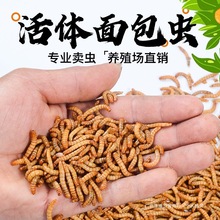 ���x��ü�Bϐ���S���x�}��������~���w�x�B�Z��ό���˸�����x