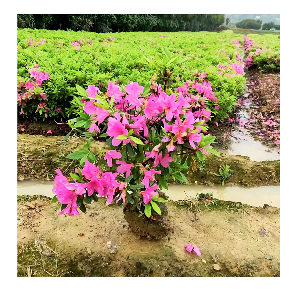 长期供应杜娟毛球工程绿化地被苗杜娟毛球规格齐j全欢迎订购