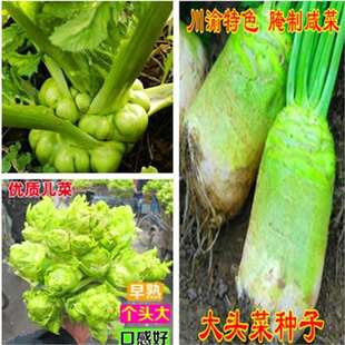 �Ĵ�ե�˷N�� ���˽�˴��^�˰��˱��ӽ�� �����̲��r���߲˷N��