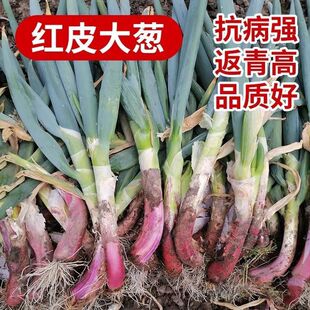 �tƤ���[�N�ӻ��[�N�֗U�t�^�[���ļ��[�߮a�����߲˖|�����[�NZ