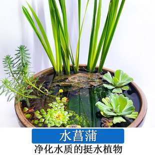 Good Purified Water for Growing Water Calamus Plants, Suitable for Balcony, Courtyard, Fish Tank, and Office