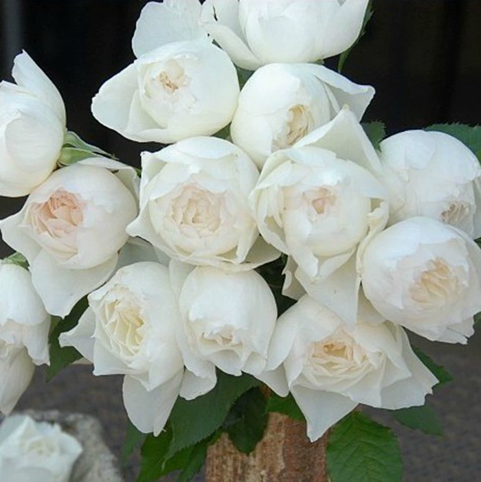 Сердце Капли Воды Солнце Луна Белые Пятиоснежные Цветы Обилие Цветочный Кустарник Китайская Роза Серии Мисаки Балкон Комнатное Растение В Горшке